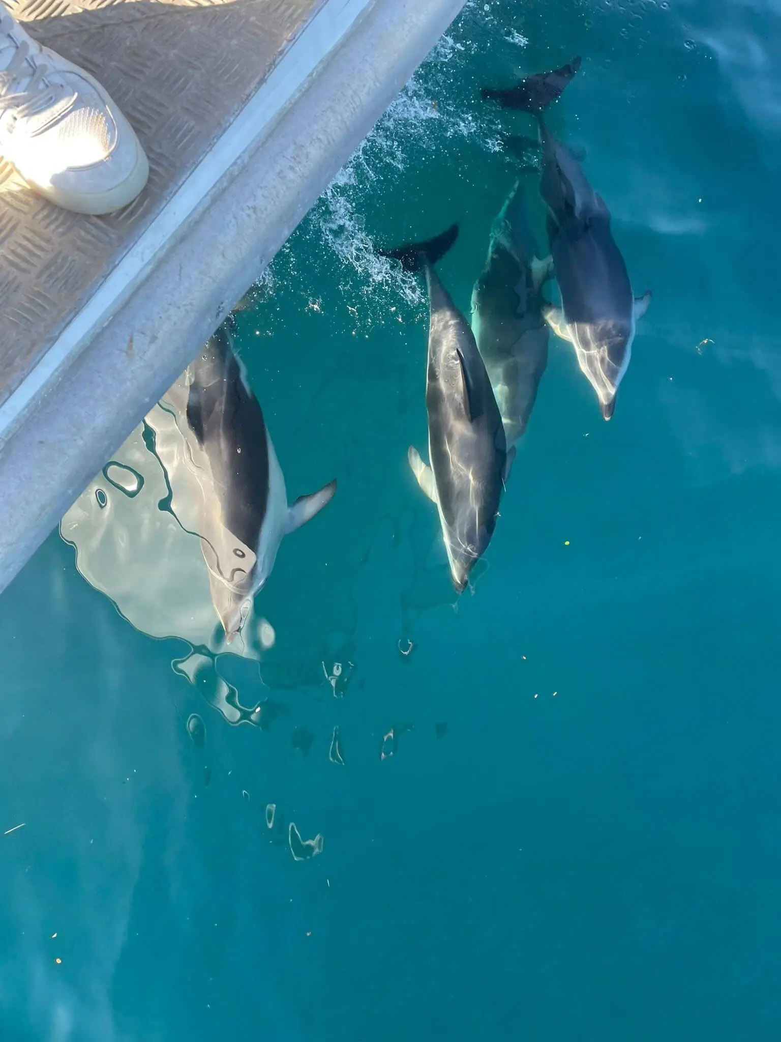 Three dolphins swim near the surface of clear blue water alongside a boat, with part of a person's shoe visible at the edge.