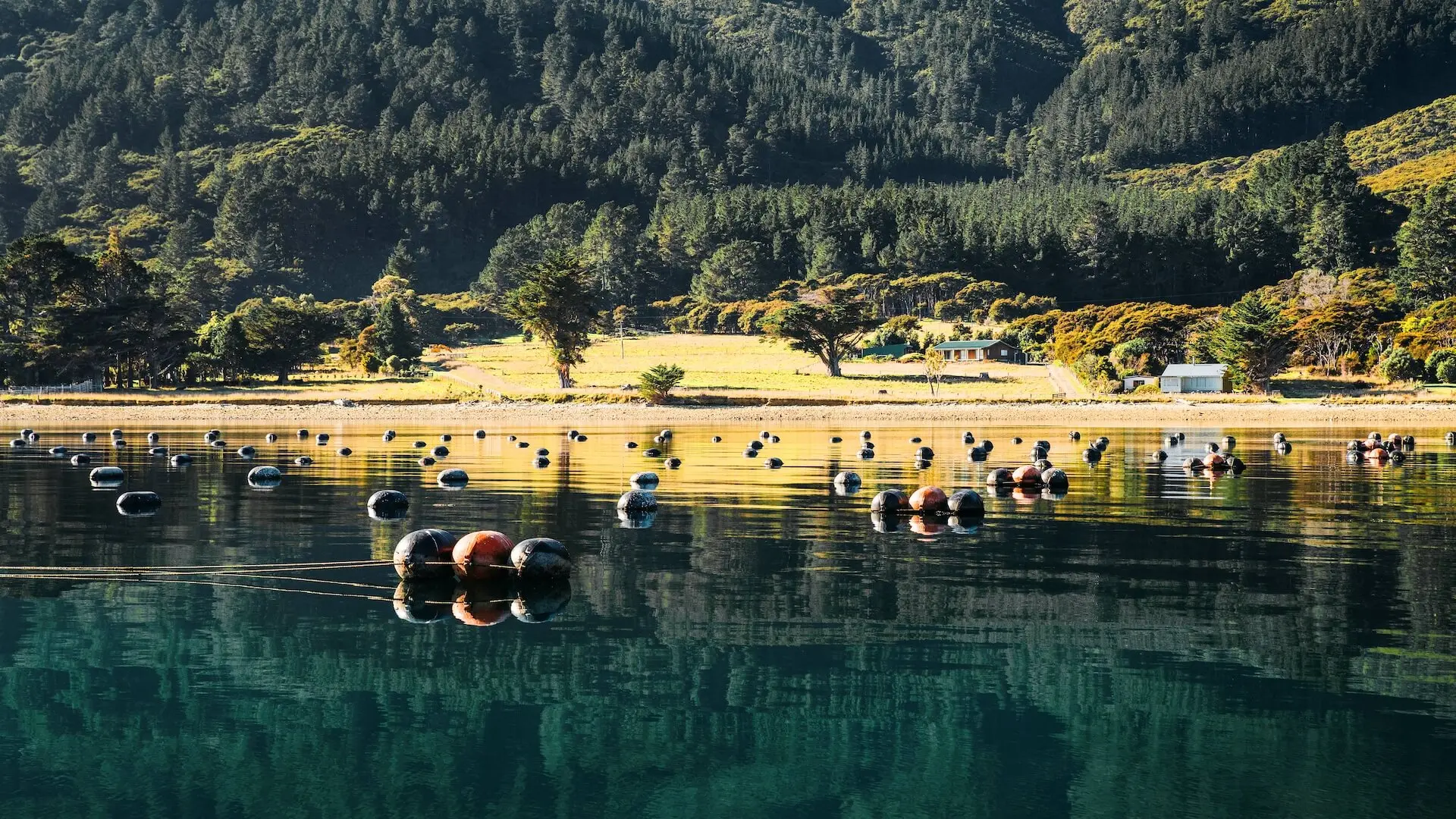 A calm lake with floating buoys in the foreground which is a marine farm, a grassy shoreline with small buildings, and dense forested hills in the background.