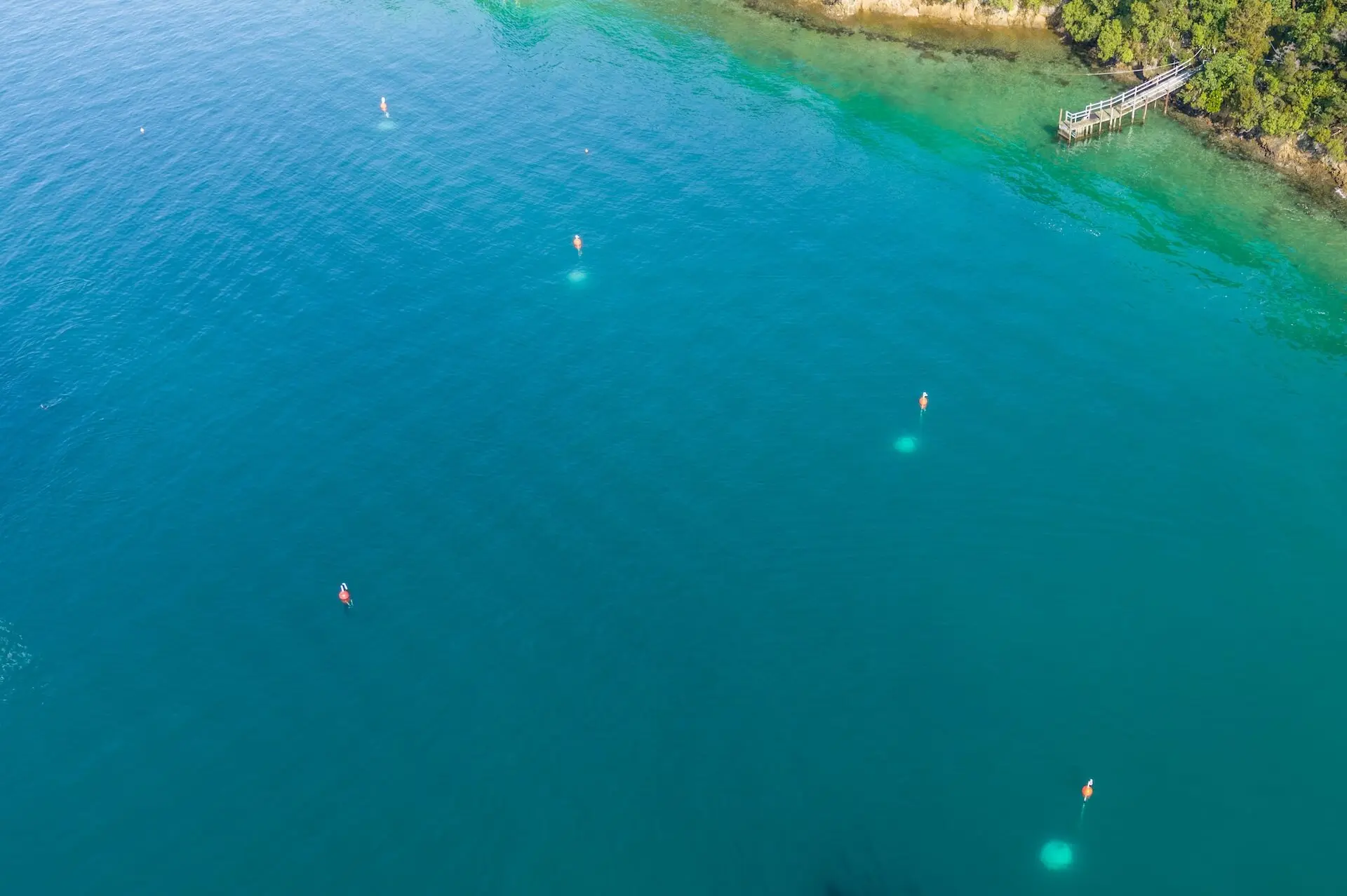 Aerial view of people paddleboarding on clear blue water near a shoreline with greenery and a small dock.